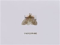 藏品(中灰舟蛾)的圖片